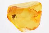 Detailed Fossil Spider (Araneae) In Baltic Amber #325434-1